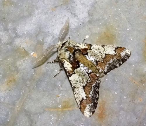 Réf. 277 075 : Biston strataria